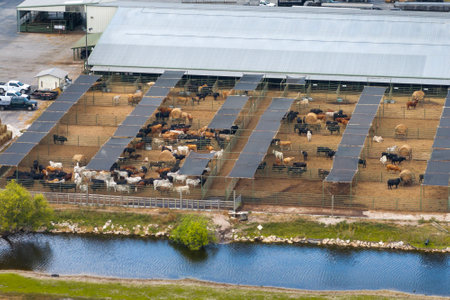 Cow feed lot with meat cows. Cattle stockyard on farm in USAの写真素材