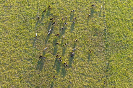 Production of organic dairy products. Milk cows grazing on green farm pasture. Feeding of cattle on farmland grasslandの写真素材