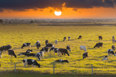 Organic milk and beef production. Free range cows grazing on green farm pasture. Feeding of cattle...