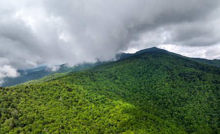 Summer woods of Appalachian mountains with green canopies in colorful forest. Wild nature in summertime humid rain seasonの写真素材