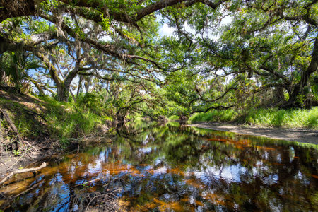 Wetlands wild tropical nature with dense green rainforest. Florida junglesの写真素材