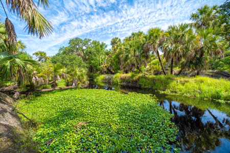 Tropical jungles with fresh water river between green palm trees and wild vegetation in southern Florida. Dense rainforest ecosystemの写真素材