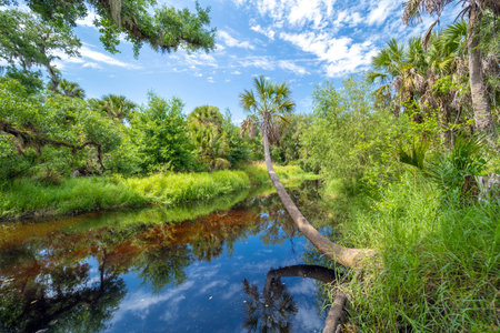 Florida jungles nature. Tropical wetlands with dense green rainforestの写真素材