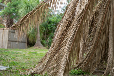 Dry dead palm tree on Florida home backyardの写真素材