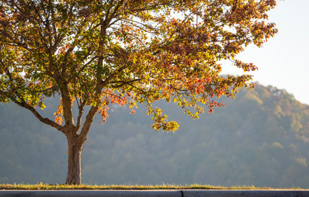Colorful fall foliage in autumnal park. Yellow forest leaves landscapeの写真素材