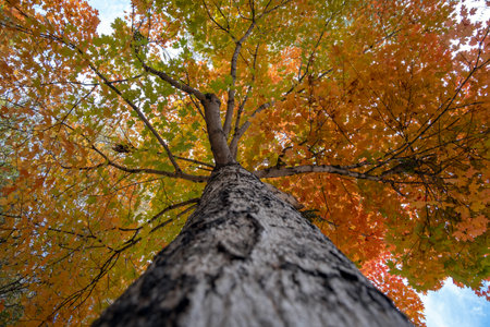 Autumn forest leaves landscape on autumnal background. Colorful foliage in the parkの写真素材