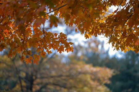 Autumn nature in North Carolina mountain woodsの写真素材