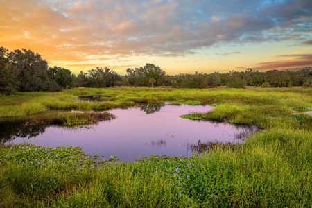 Florida wetland nature. Tropical swamp with dense green vegetation at sunsetの写真素材