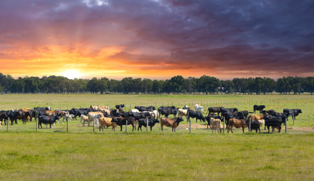 Herd of cattle grazing in pasture field. Cows on green farm grassland in Floridaの写真素材