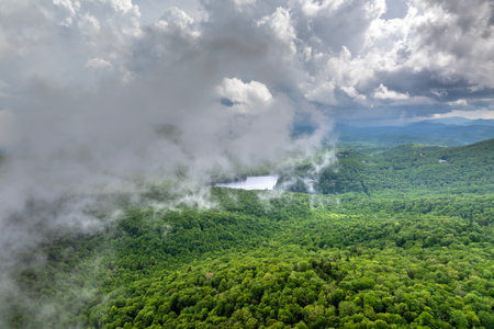Humid forest in North Carolina Appalachian mountains, USA. American nature in summer rain seasonの写真素材