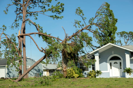 Hurricane damage to a tree on Florida house backyard. Fallen down big tree after tropical storm winds. Consequences of natural disasterの写真素材