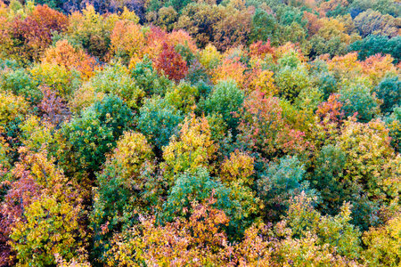 Lush forest in fall season. Colorful canopies in autumn woods on sunny day. Landscape of autumnal wild natureの写真素材