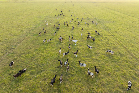 Production of organic dairy products. Milk cows grazing on green farm pasture. Feeding of cattle on farmland grasslandの写真素材