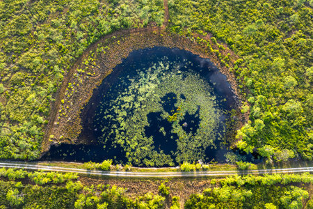 Amazing Florida nature. Swamp lake with floating water lilies in southern tropical wetlandsの写真素材