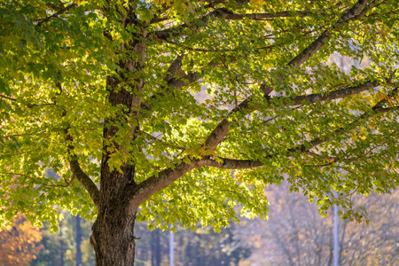 Autumn nature in North Carolina mountain woodsの写真素材