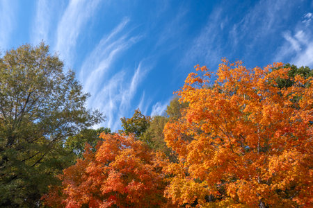 Beautiful autumn landscape in Tennessee mountain forestの写真素材