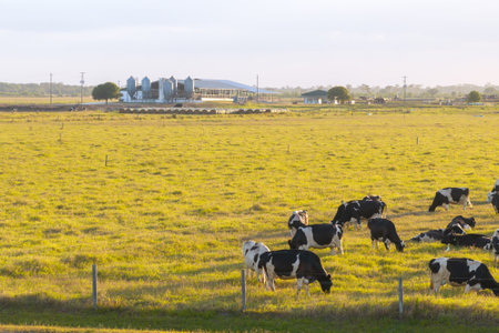 Cattle grazing on farmland pasture. Production of organic dairy products. Milk cows feeding on commercial farm grasslandの写真素材