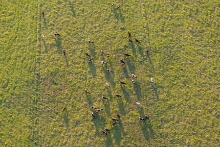 Cattle grazing on farmland pasture. Production of organic dairy products. Milk cows feeding on green farm grasslandの写真素材