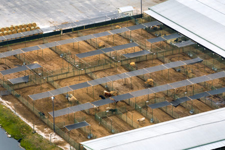 Cattle stockyard with cows. Feeding of livestock on farm feedlot in Florida rural areaの写真素材