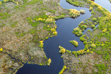 Florida wetlands with Myakka river between green wild vegetation. Tropical ecosystem at sunsetの写真素材