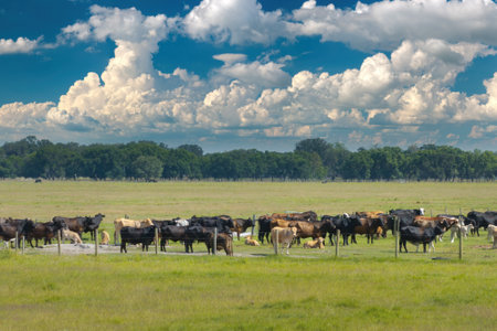 Organic milk and beef production. Free range cows grazing on green farm pasture. Feeding of cattle on farmland grasslandの写真素材