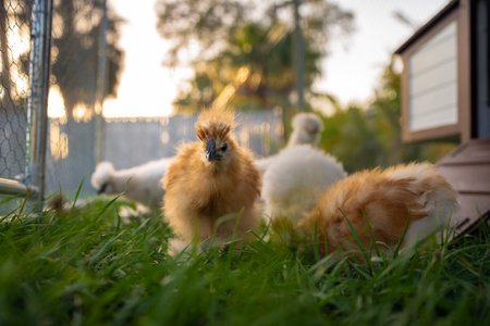 Raising organic chicken on home backyard. Young chicks in chicken coop with green grass on yard gardenの写真素材