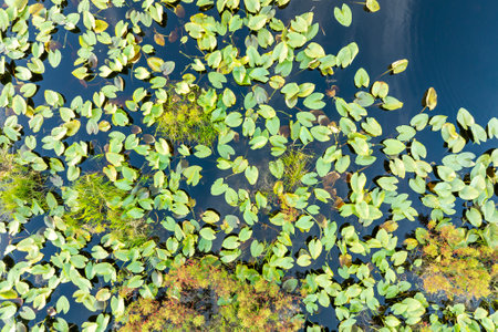 Sunny landscape in wetland forest. Beautiful lake natureの写真素材