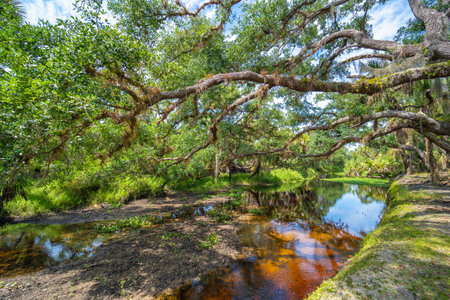Wetlands wild tropical nature with dense green rainforest. Florida junglesの写真素材
