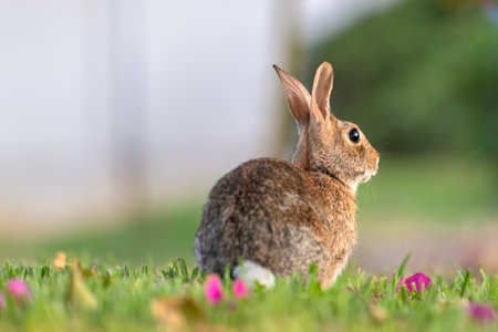 Wild rabbit in nature. Grey small hare eating grass on Florida backyardの写真素材