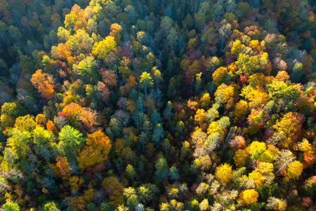 Aerial view of lush forest with colorful canopies in autumn woods on sunny day. Landscape of autumnal wild natureの写真素材