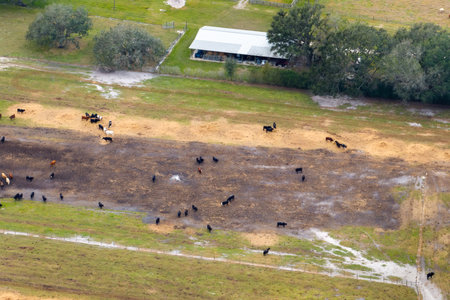 Cow feed lot with meat cows. Cattle stockyard on farm in USAの写真素材