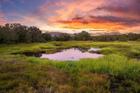 Florida wetlands with water between green wild vegetation. Tropical ecosystem at sunset
