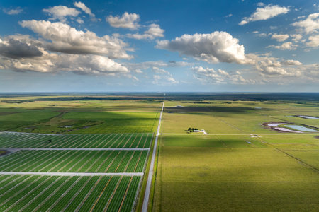 Green agricultural field with growing crops in summer season. Farming and agriculture industry