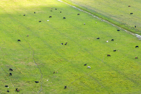 Production of organic dairy products. Milk cows grazing on green farm pasture. Feeding of cattle on farmland grasslandの写真素材