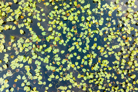 Sunny landscape of Florida wetland flora. Lily pads flowers on forest lake water in southern tropical swampの写真素材