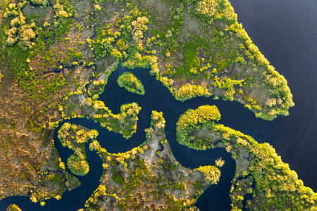 Tropical wetland ecosystem. Florida fresh water river and wild vegetation in southern USAの写真素材
