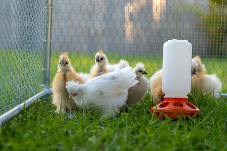 Young chicks in poultry hen house with green grass in backyard gardenの写真素材