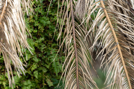 Dry dead palm tree on Florida home backyardの写真素材
