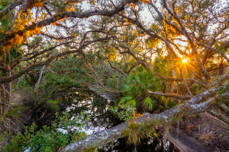 Florida jungle rainforest with river between green palm trees and wild vegetation. Dense tropical forest ecosystem at sunsetの写真素材