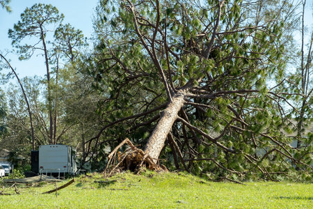 Hurricane damage to a tree on Florida house backyard. Fallen down big tree after tropical storm...