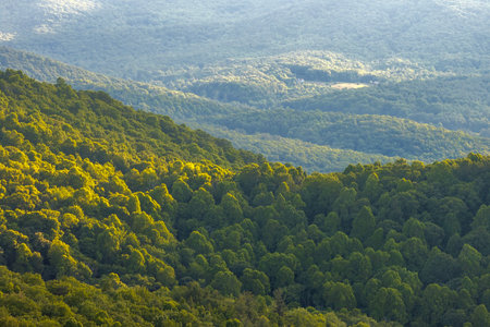Morning landscape of summer forest on Appalachian mountain hills in North Carolina. Summertime landscape of beautiful natureの写真素材
