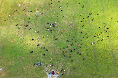 Production of organic dairy products. Milk cows grazing on green farm pasture. Feeding of cattle on farmland grasslandの写真素材