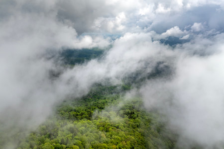 Summer woods of Appalachian mountains with green canopies in colorful forest. Wild nature in summertime humid rain seasonの写真素材