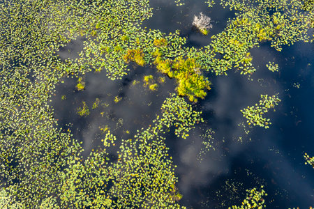 Sunny landscape over forest lake water in southern tropical wetlands. Amazing Florida nature on a sunny dayの写真素材