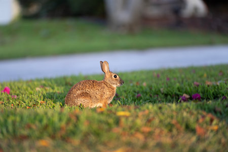 Grey small hare eating grass on Florida backyard. Wild rabbit in nature