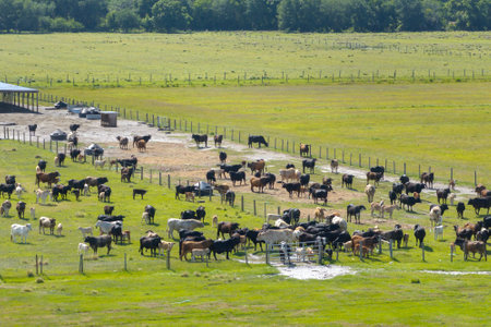 Production of organic dairy products. Milk cows grazing on green farm pasture. Feeding of cattle on...