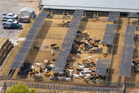Aerial view of feed yard with meat cows. Feeding of cattle on farm feedlotの写真素材