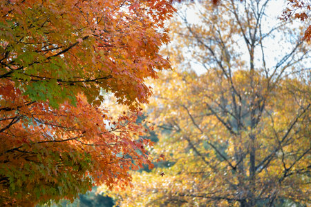 Autumn forest leaves landscape on autumnal background. Colorful foliage in the park