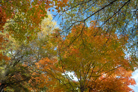 Autumn nature in North Carolina mountain woodsの写真素材