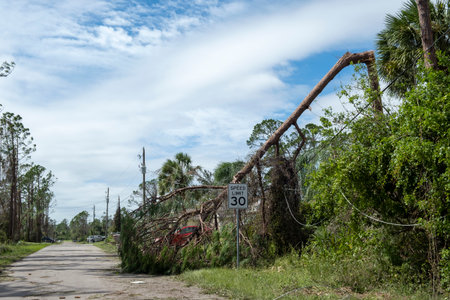 Fallen down big tree on power and communication lines after hurricane in Florida. Consequences of natural disasterの写真素材